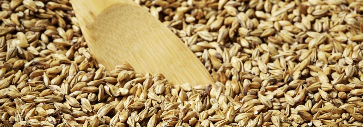 Malted barley in a heap with a wooden scoop resting in it
